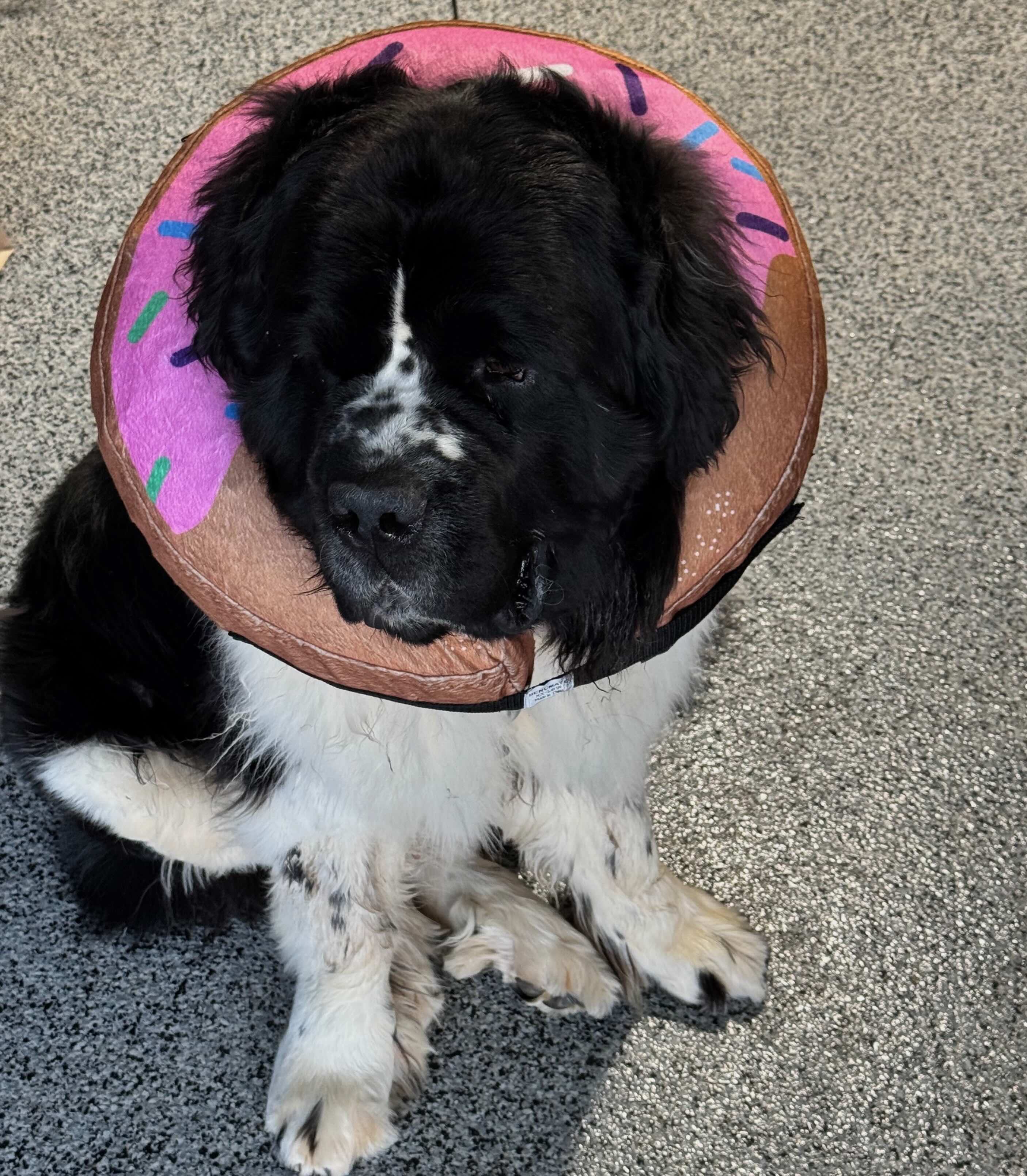 Moses the Newfoundland in his donut cone