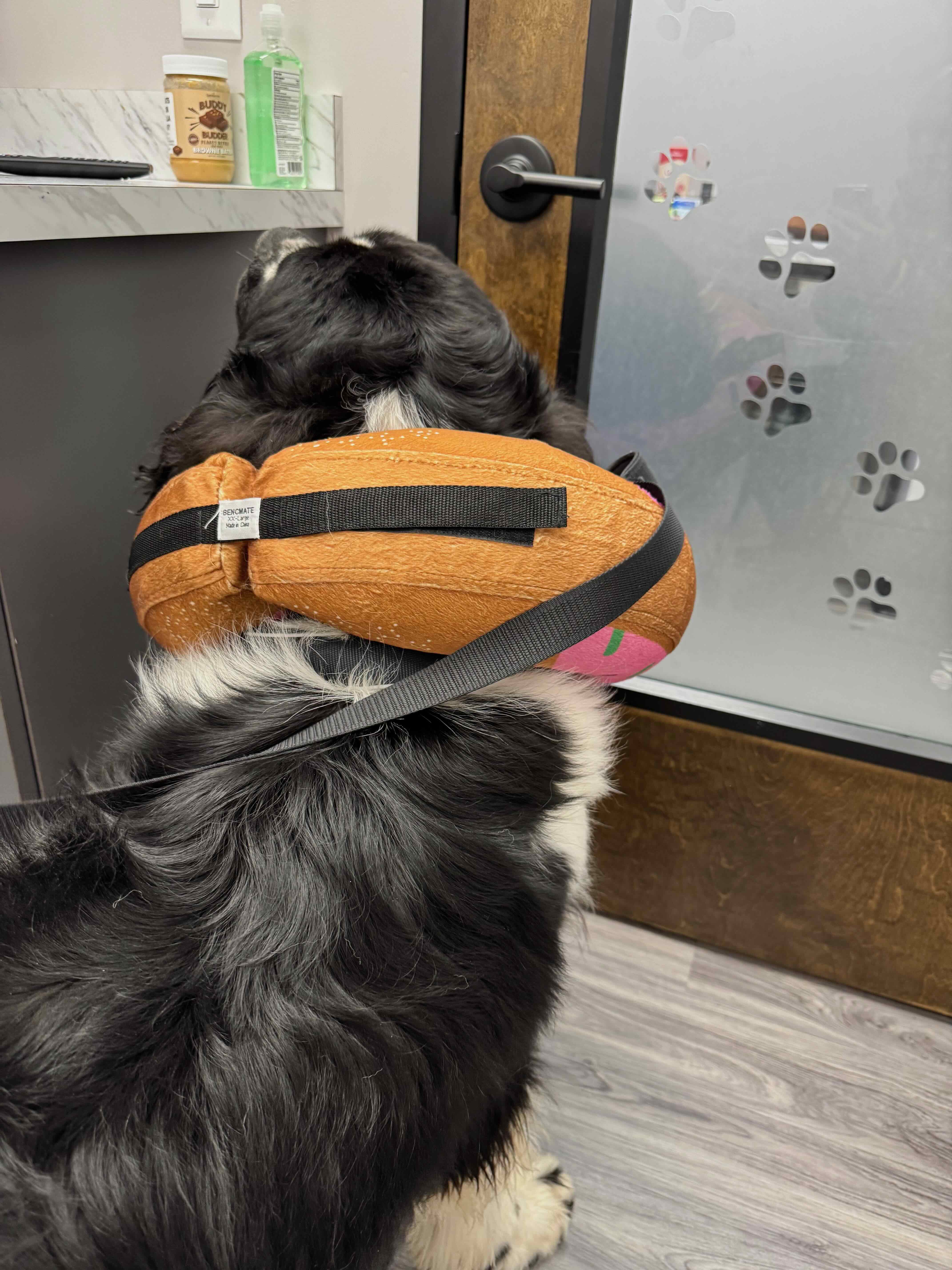 Moses wearing the donut cone from behind, paw prints on the vet clinic door in background
